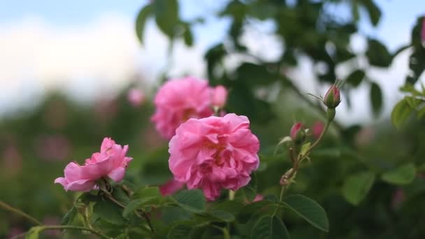 Rosa rosa damascena close up — Vídeo de Stock