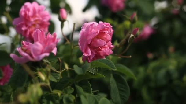 Pink rose damascena close up — Stok Video