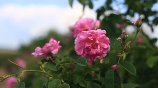Rosa ros damascena närbild — Stockvideo