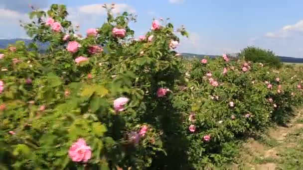 Promenader i en vacker rosenträdgård — Stockvideo