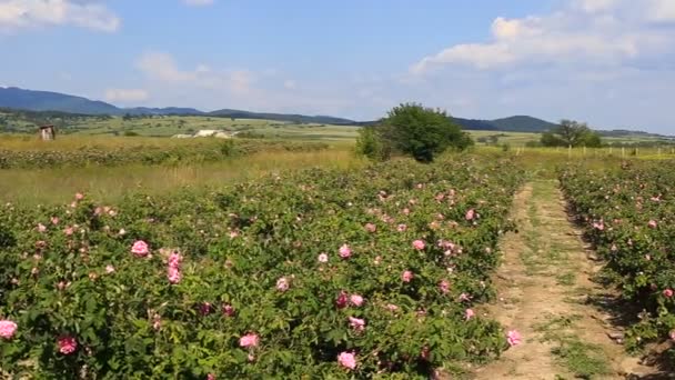 Прогулка в красивом розовом саду — стоковое видео