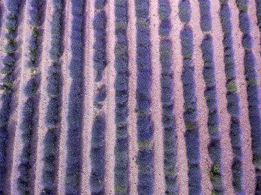 Güzel desenler oluşturma Bulgaristan'da under sonsuz lavanta havadan görünümü