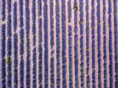 Güzel desenler oluşturma Bulgaristan'da under sonsuz lavanta havadan görünümü