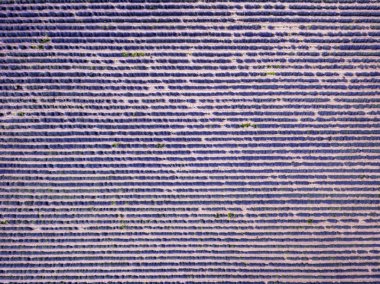 Güzel desenler oluşturma Bulgaristan'da under sonsuz lavanta havadan görünümü