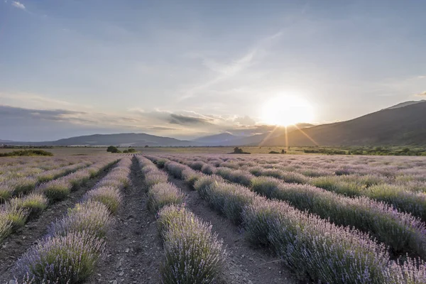 Sunset over the beautiful lavender field with mountains in the background