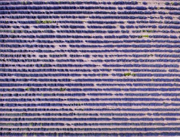 Aerial View Endless Lavender Filed Bulgaria Creating Beautiful Patterns — Stock Photo, Image