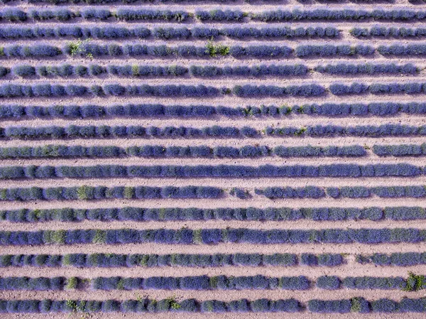 Aerial View Endless Lavender Filed Bulgaria Creating Beautiful Patterns — Stock Photo, Image