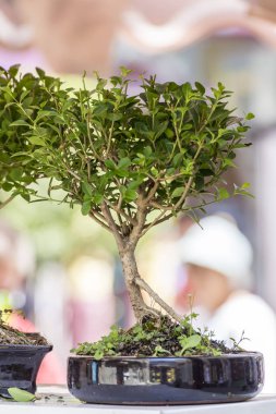 Bonsai Ağaçlar dışında bir tencerede