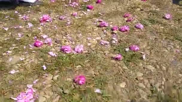 Flickor kasta rosor under den årliga rose-picking-festivalen — Stockvideo