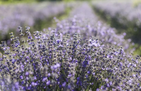 在阳光明媚的夏日里特写镜头上的薰衣草花 — 图库照片