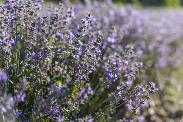 stock image Closeup of lavender flowers on a sunny summer day