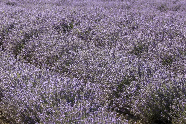 Symmetrische Rijen Van Een Bloem Van Lavendel Een Zonnige Middag — Stockfoto