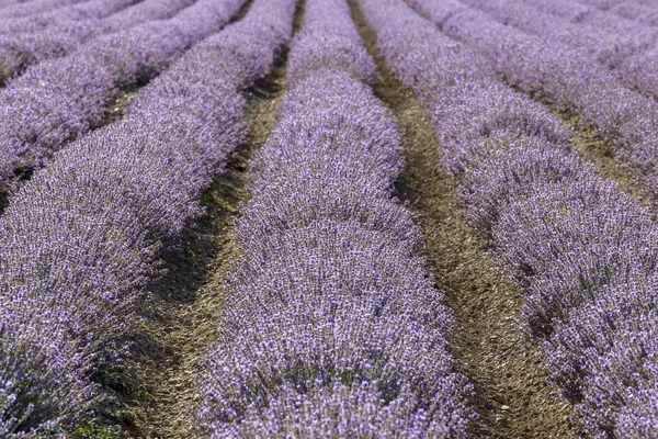 Symmetrical rows of a lavender flower in a sunny afternoon.