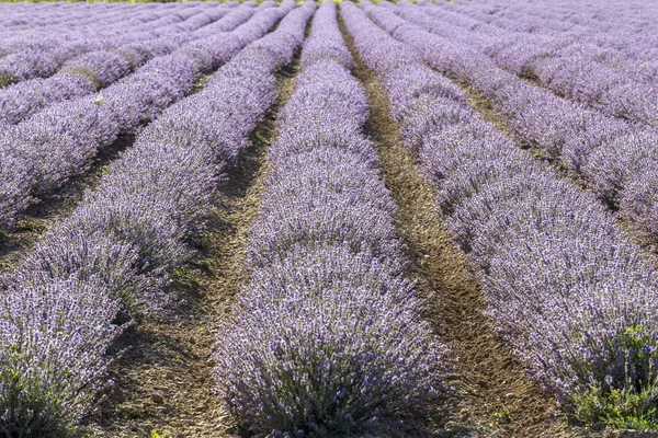Symmetrische Rijen Van Een Bloem Van Lavendel Een Zonnige Middag — Stockfoto
