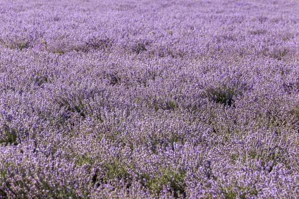 在阳光明媚的下午 一排排对称的薰衣草花 — 图库照片