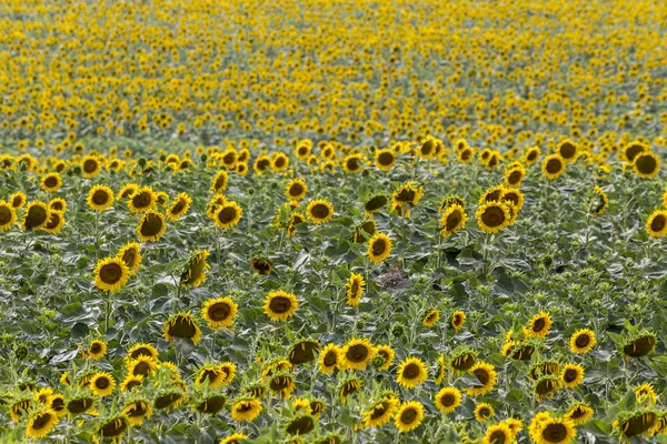 Endless Field Sunflower Plants Wave Created Ocean Sunflowers Royalty Free Stock Photos