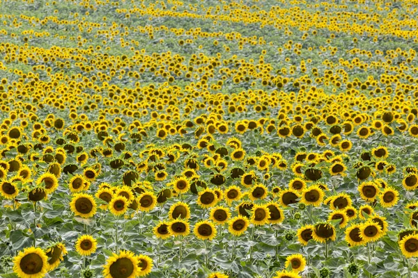 Endless Field Sunflower Plants Wave Created Ocean Sunflowers Stock Picture