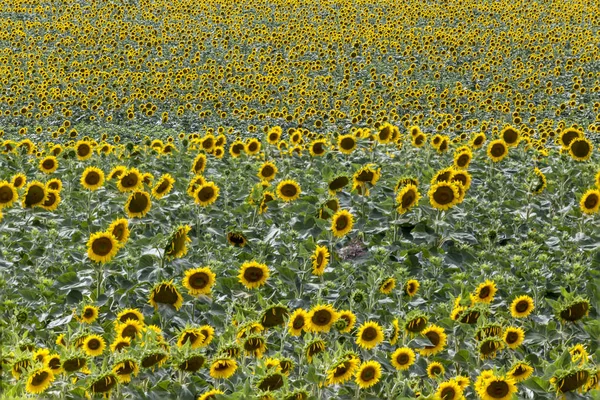 Endless Field Sunflower Plants Wave Created Ocean Sunflowers Stock Image