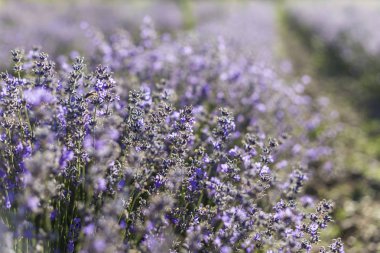 Lavanta çiçekleri gün güneşli yaz closeup