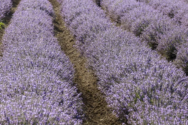 Symmetrische Rijen Van Een Bloem Van Lavendel Een Zonnige Middag — Stockfoto