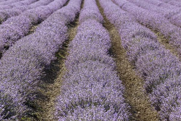 在阳光明媚的下午 一排排对称的薰衣草花 — 图库照片