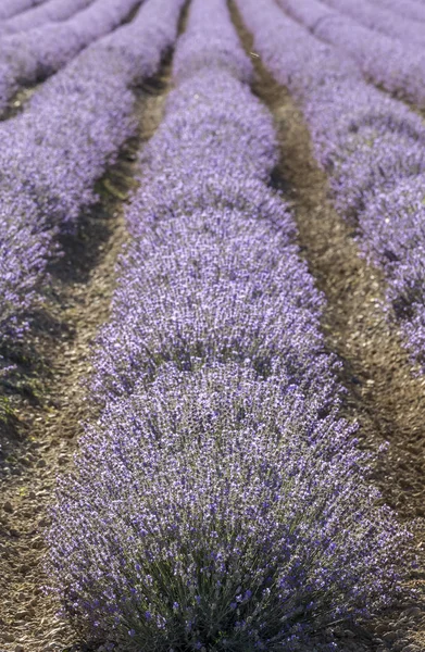 Symmetrische Rijen Van Een Bloem Van Lavendel Een Zonnige Middag — Stockfoto