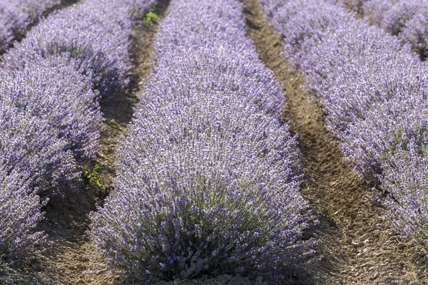 Symmetrische Rijen Van Een Bloem Van Lavendel Een Zonnige Middag — Stockfoto