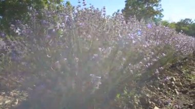 Lavanta alan satırları arasında yürüyüş. Güzel bir güneşli gün.