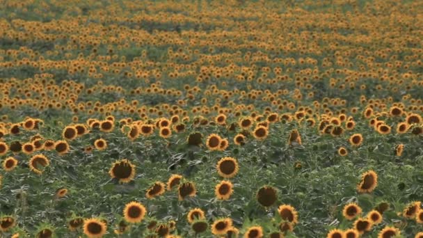 Campo Infinito Plantas Girasol Como Una Ola Creada Océano Girasoles — Vídeos de Stock