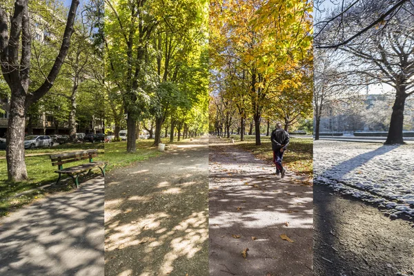 Concetto Quattro Stagioni Effetto Delle Stagioni Sull Ambiente Urbano Quattro — Foto Stock