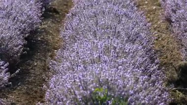 Güneşli bir öğleden sonra bir lavanta çiçeği simetrik satırları.