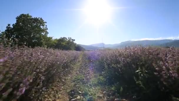 Ein Spaziergang Durch Die Reihen Eines Lavendelfeldes Schöner Sonniger Tag — Stockvideo