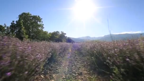 Wandelen Door Rijen Van Een Lavendel Veld Mooie Zonnige Dag — Stockvideo