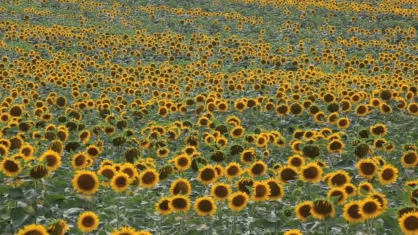 Endloses Feld Von Sonnenblumenpflanzen Ist Wie Eine Welle Die Einem — Stockvideo