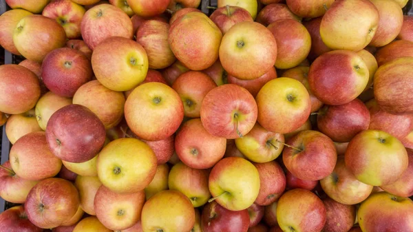 Birçok Biyo Kırmızı Sarı Elma Üstten Görünüm — Stok fotoğraf