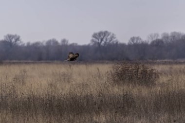 Dağ içinde belgili tanımlık geçmiş ile uçuş açık arazi üzerinde bayağı Şahin