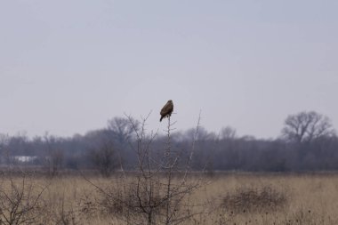 Dağ içinde belgili tanımlık geçmiş ile uçuş açık arazi üzerinde bayağı Şahin