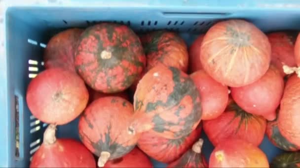 Many pumpkins and parsnip on the street market — Stock Video
