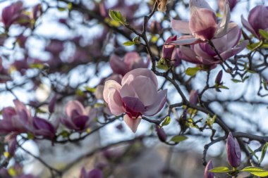 Manolya çiçek closeup ile arka planda birçok çiçek