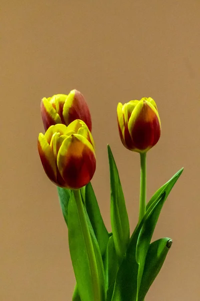 Tres tulipanes rojos y amarillos — Foto de Stock