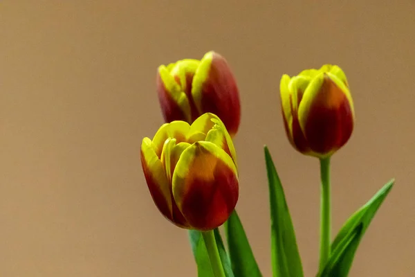 Three red and yellow tulips — Stock Photo, Image