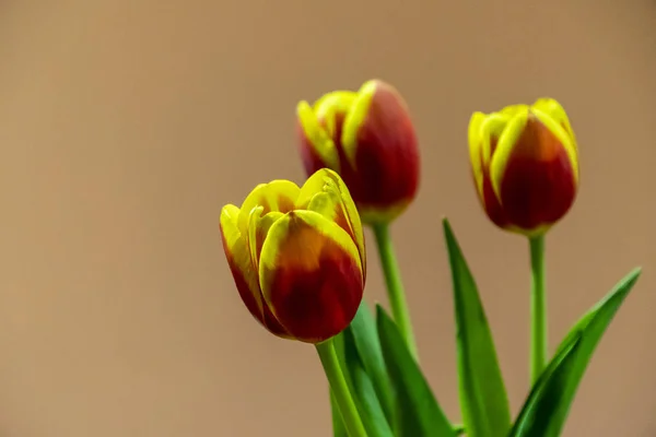 Tres tulipanes rojos y amarillos — Foto de Stock