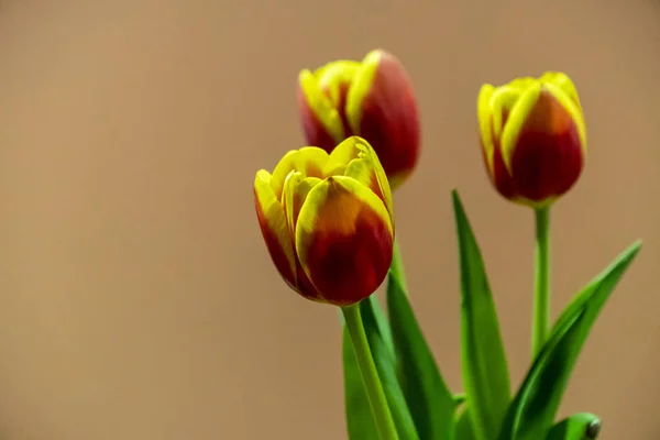 Tres tulipanes rojos y amarillos — Foto de Stock