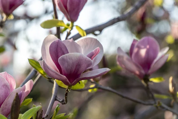 Magnolia bloem close-up met veel bloemen in de achtergrond — Stockfoto