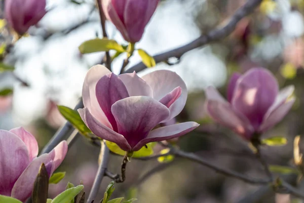 Magnolia flower closeup with many flowers in the background — Stock Photo, Image