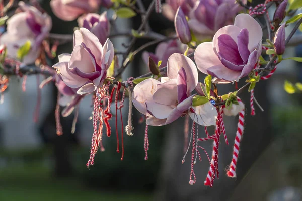 Manolya çiçek closeup ile arka planda birçok çiçek — Stok fotoğraf