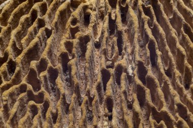 Mantar yüzeyi aşırı makro arka plan