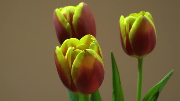 Tři červené a žluté tulipány — Stock video