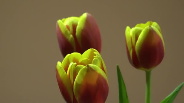 Tres tulipanes rojos y amarillos — Vídeo de stock