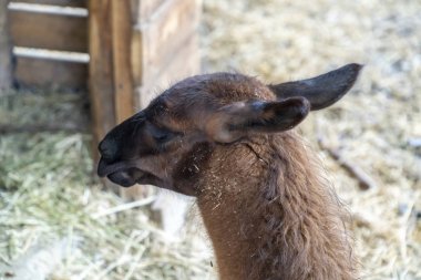 Lama yavrusu arka kafa